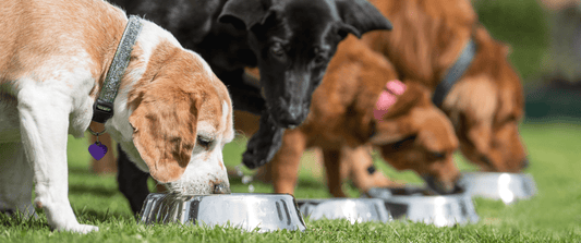 Essential Guide To Dog Nutrition: Keys To A Healthy Life - Pup Choice - healthy choices for your pup