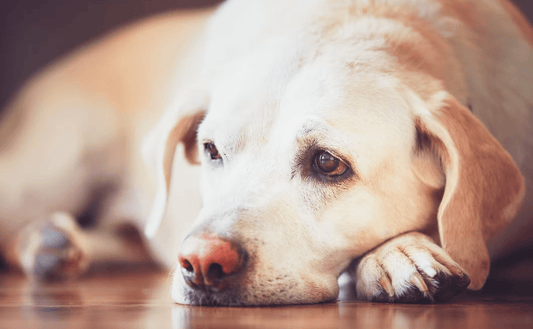 Gut Health for Dogs: Why It’s More Important Than You Think - Pup Choice - healthy choices for your pup