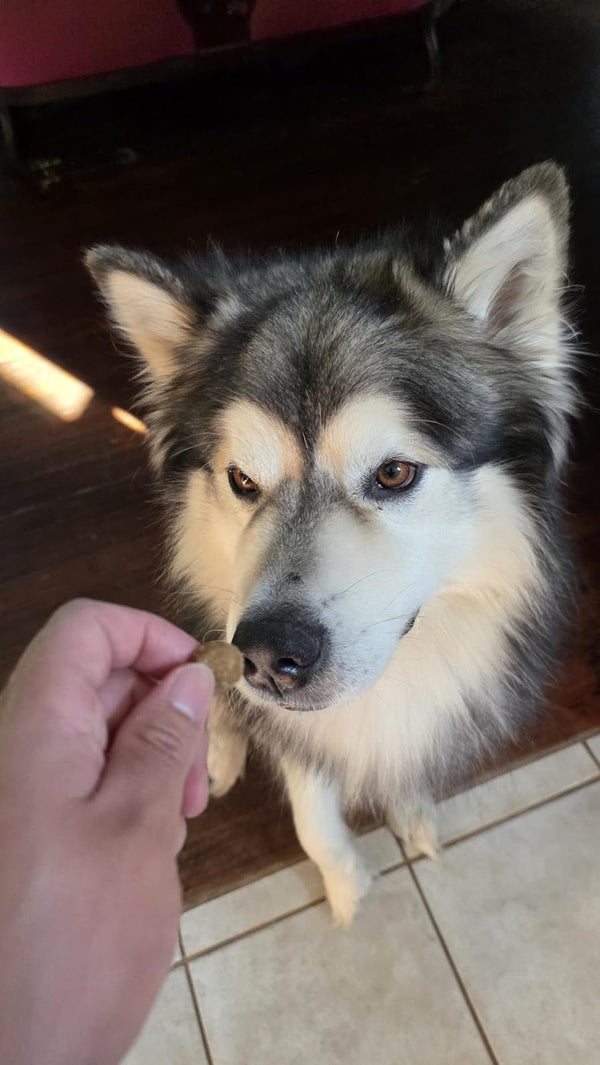 How to Prepare Clear Questions for Your Next Vet Visit - Pup Choice - healthy choices for your pup