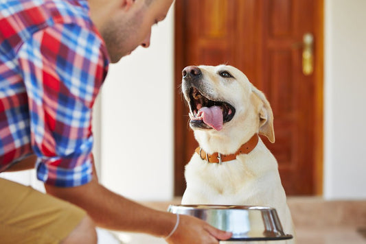 Is Kibble Enough? Filling the Nutritional Gaps in Your Dog’s Diet - Pup Choice - healthy choices for your pup