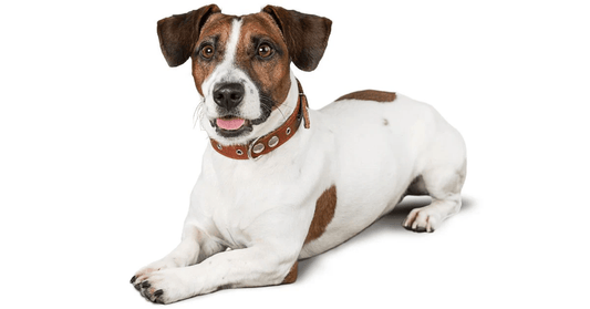 Supporting Your Dog’s Overall Wellness with Essential Vitamins - Pup Choice - healthy choices for your pup