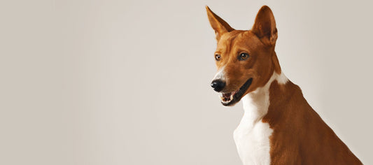 The Power of Glucosamine for Your Dog’s Joint Health - Pup Choice - healthy choices for your pup