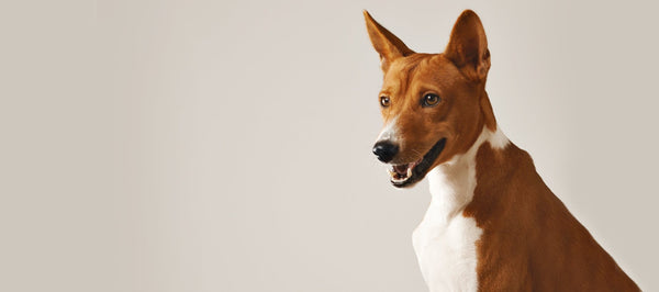 The Power of Glucosamine for Your Dog’s Joint Health - Pup Choice - healthy choices for your pup