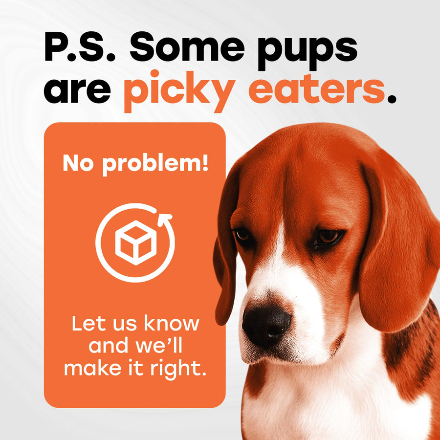 Hip & Joint Mobility Chews with 500 mg Glucosamine, Collagen, Chondroitin Bovine, Turmeric & More - Pup Choice - healthy choices for your pup