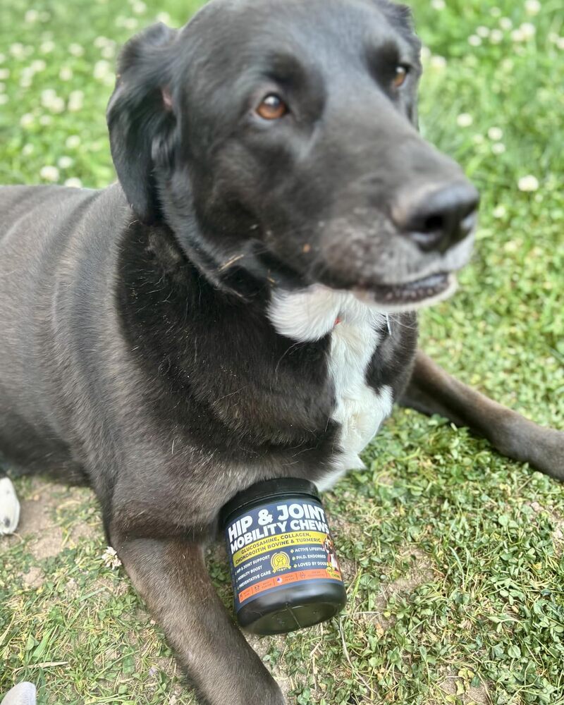 Real customer's dog taking Pup Choice Hip & Joint Mobility Chews outdoors