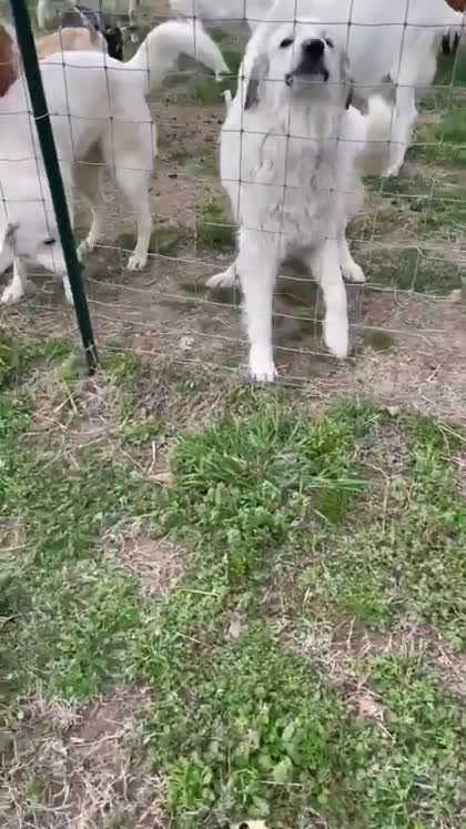 Pup Choice customer dogs