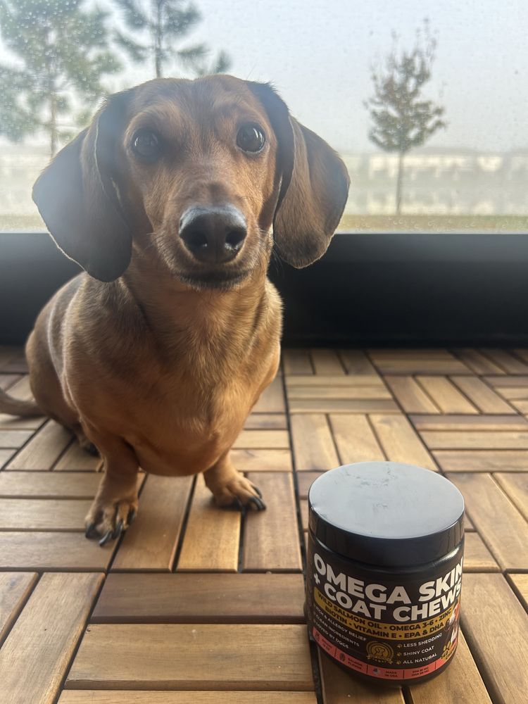 Real dog with Pup Choice Omega-3