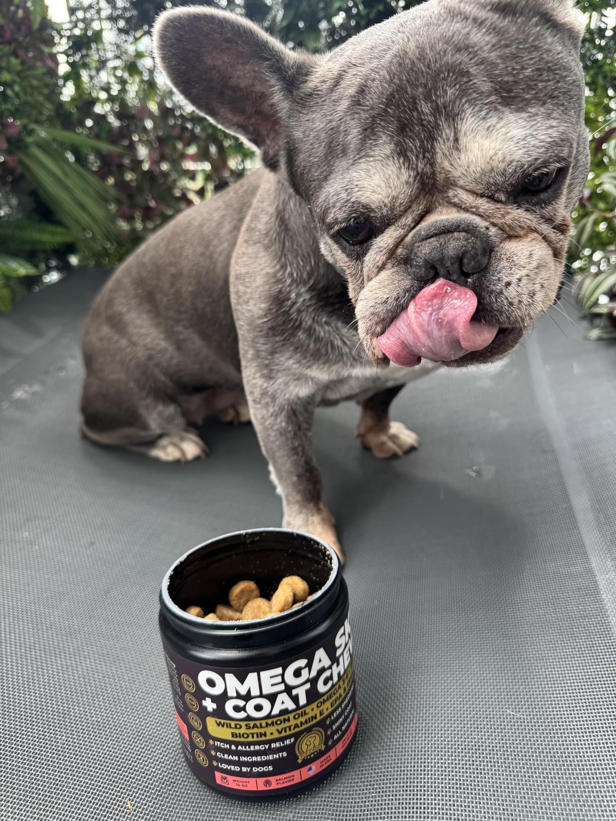 Customer dog — combined daily routine