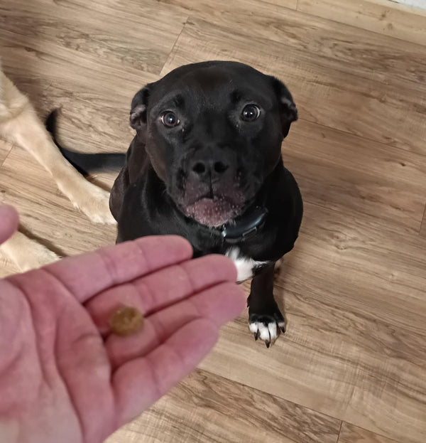 Fall Paw Licking: What to Notice, What to Do Next - Pup Choice - healthy choices for your pup
