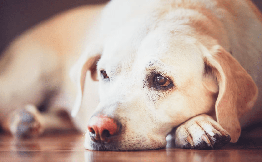Gut Health for Dogs: Why It’s More Important Than You Think - Pup Choice - healthy choices for your pup