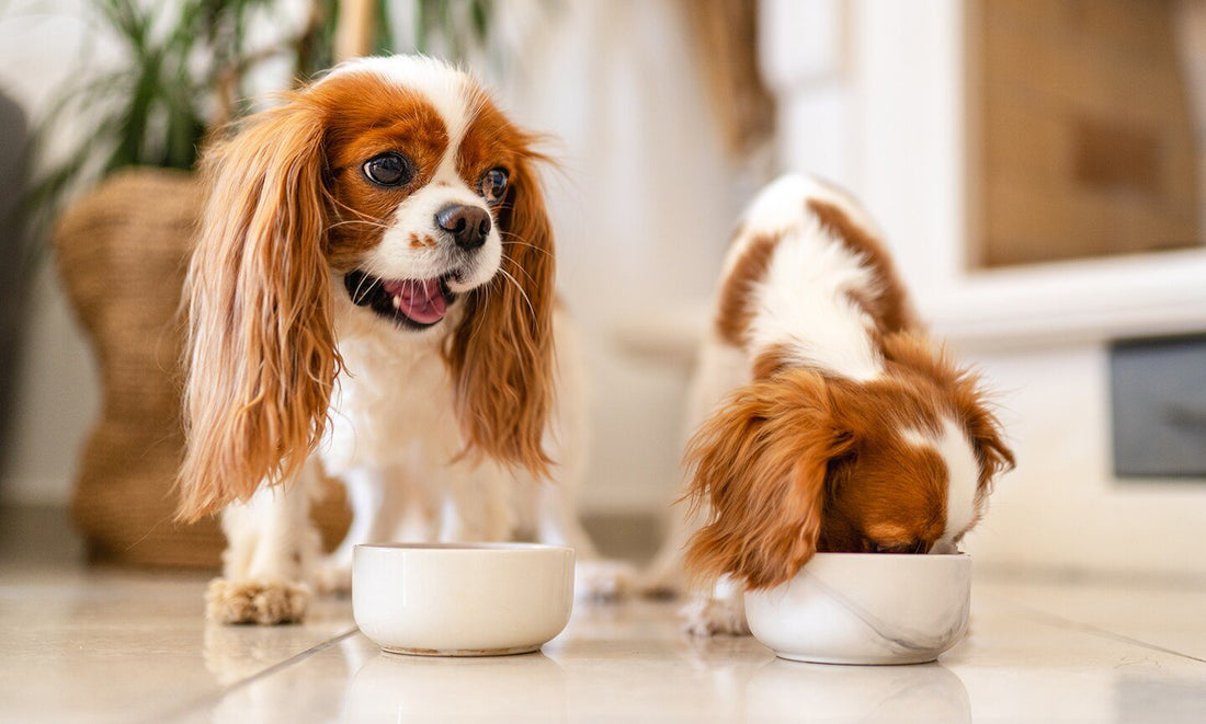 How Probiotics Help Dogs with Gut Health and Digestion - Pup Choice - healthy choices for your pup