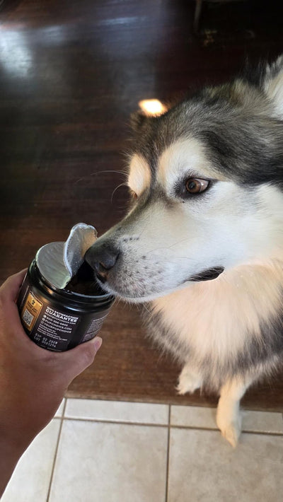 How to Keep a Useful Skin-and-Coat Observation Log - Pup Choice - healthy choices for your pup