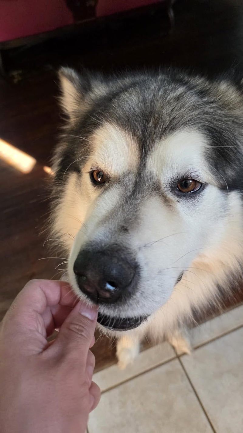 Review Your Dog’s Everyday Skin and Coat Routine - Pup Choice - healthy choices for your pup