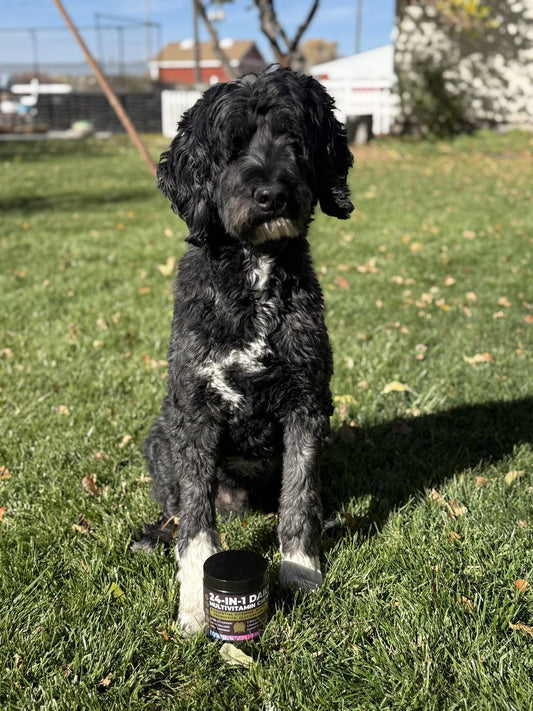 Why Thunder Makes Dogs Panic — And What Actually Helps - Pup Choice - healthy choices for your pup