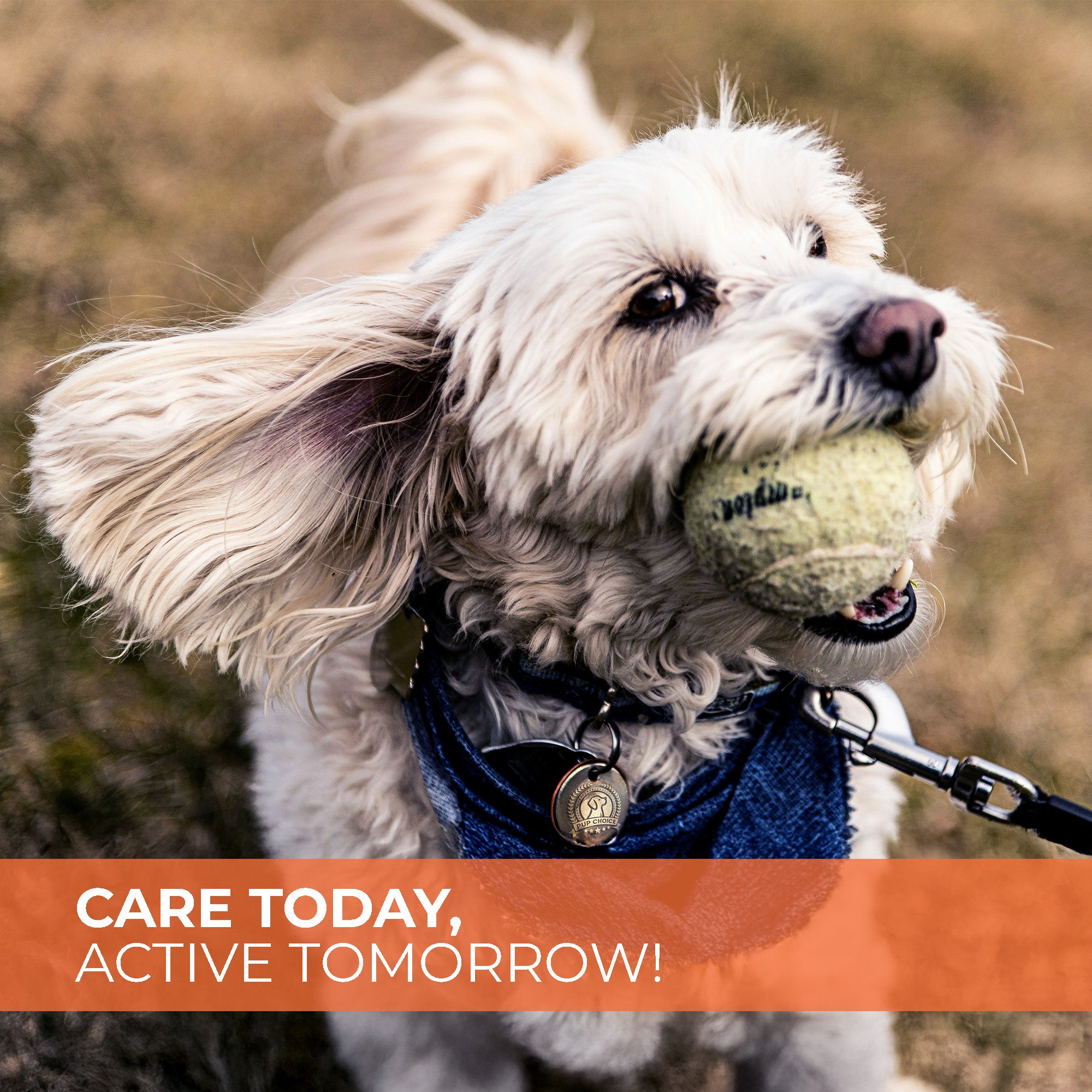 Hip & Joint Mobility Chews with 500 mg Glucosamine, , Collagen, Chondroitin Bovine, Turmeric & More