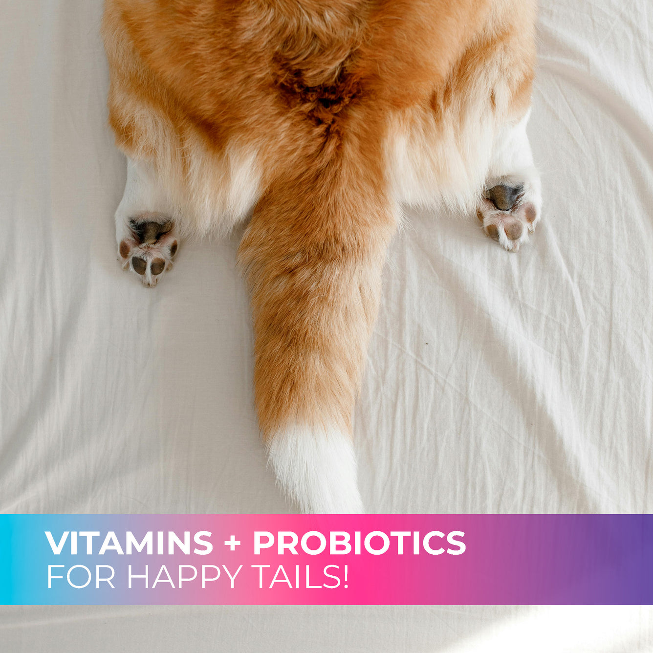14-in-1 Daily Multivitamin Chews with 8 Essential Vitamins, Biotin, Probiotics & Glucosamine