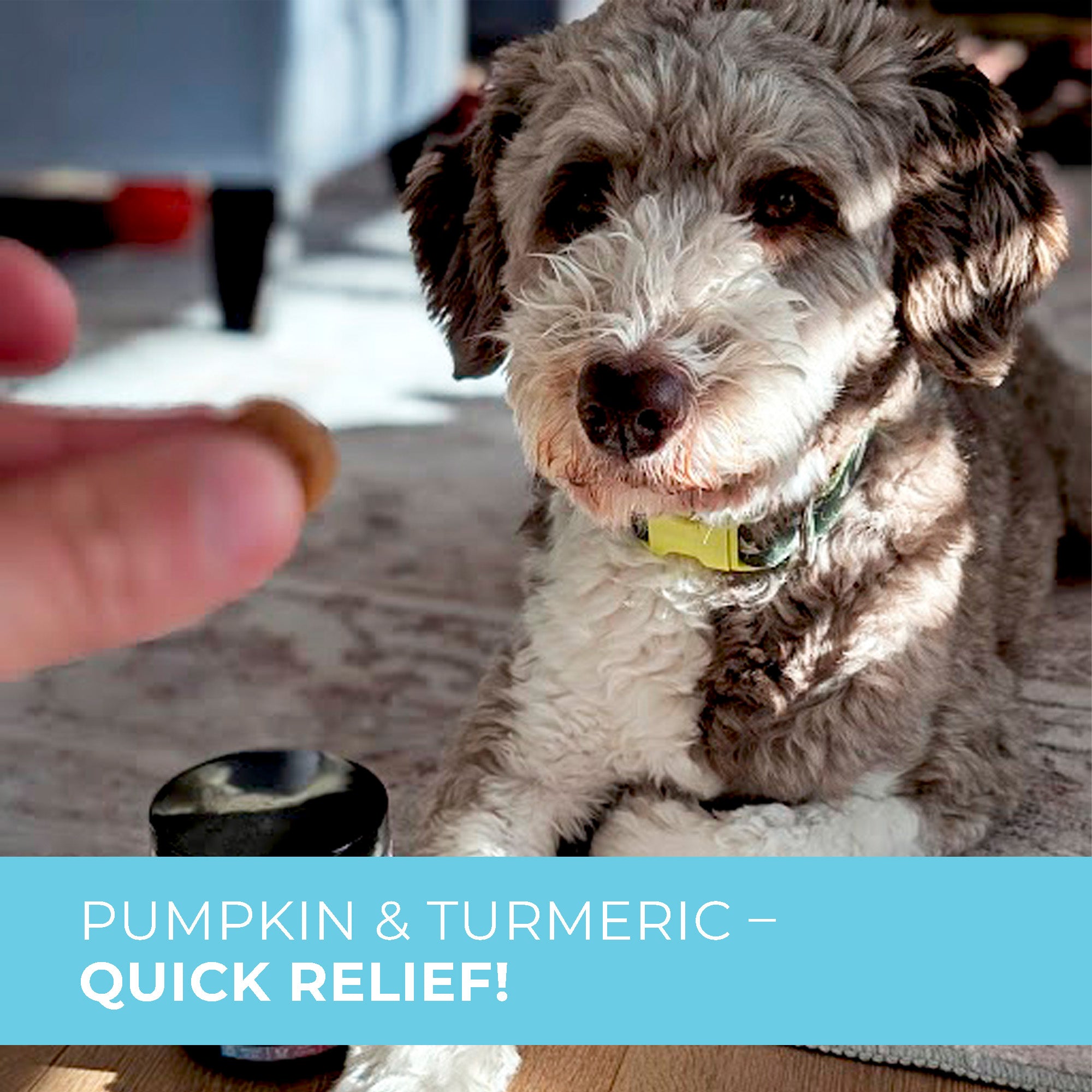 Probiotic Digestive Chews with Prebiotics, Enzymes, Turmeric, Omega-3, Fiber & More.