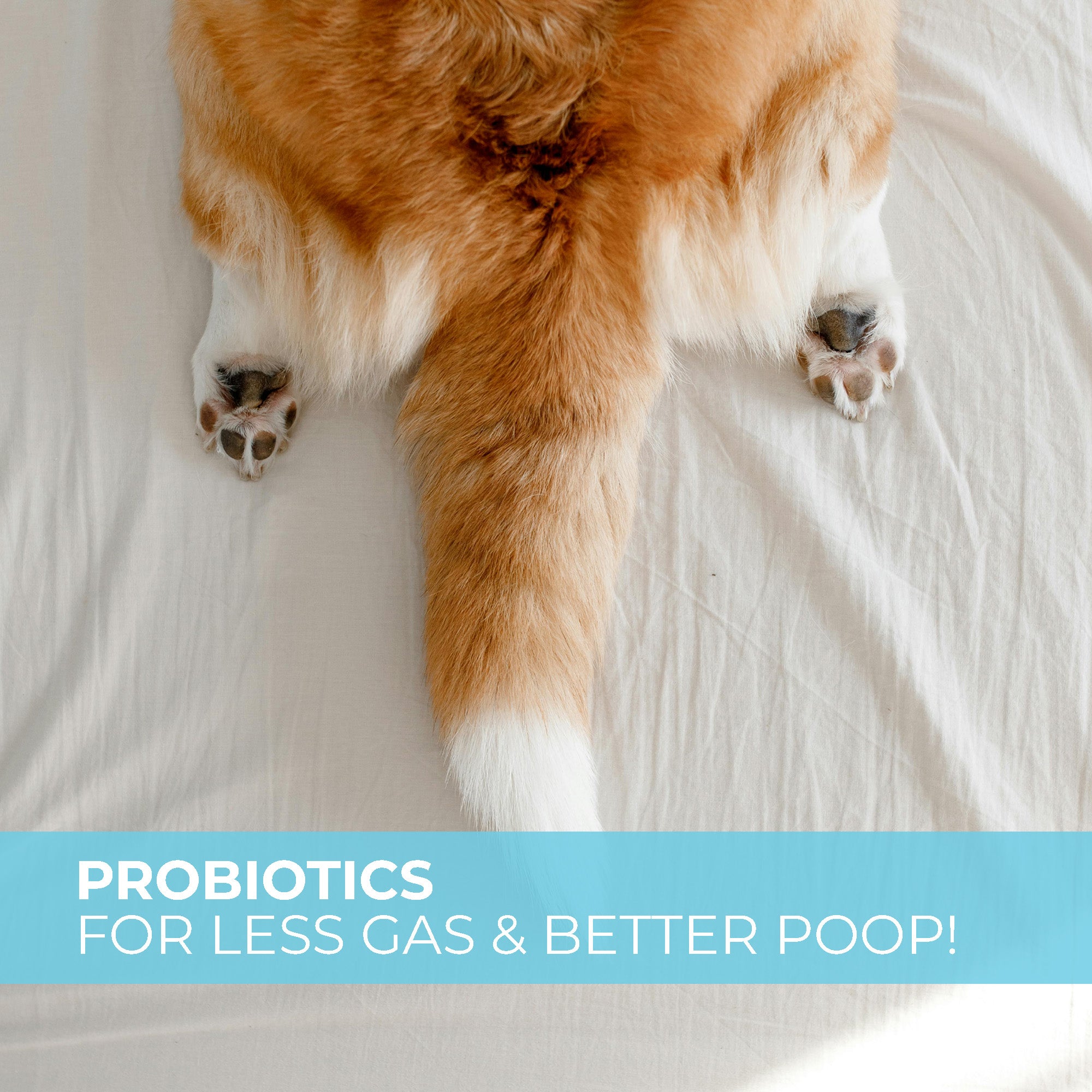 Probiotic Digestive Chews with Prebiotics, Enzymes, Turmeric, Omega-3, Fiber & More.