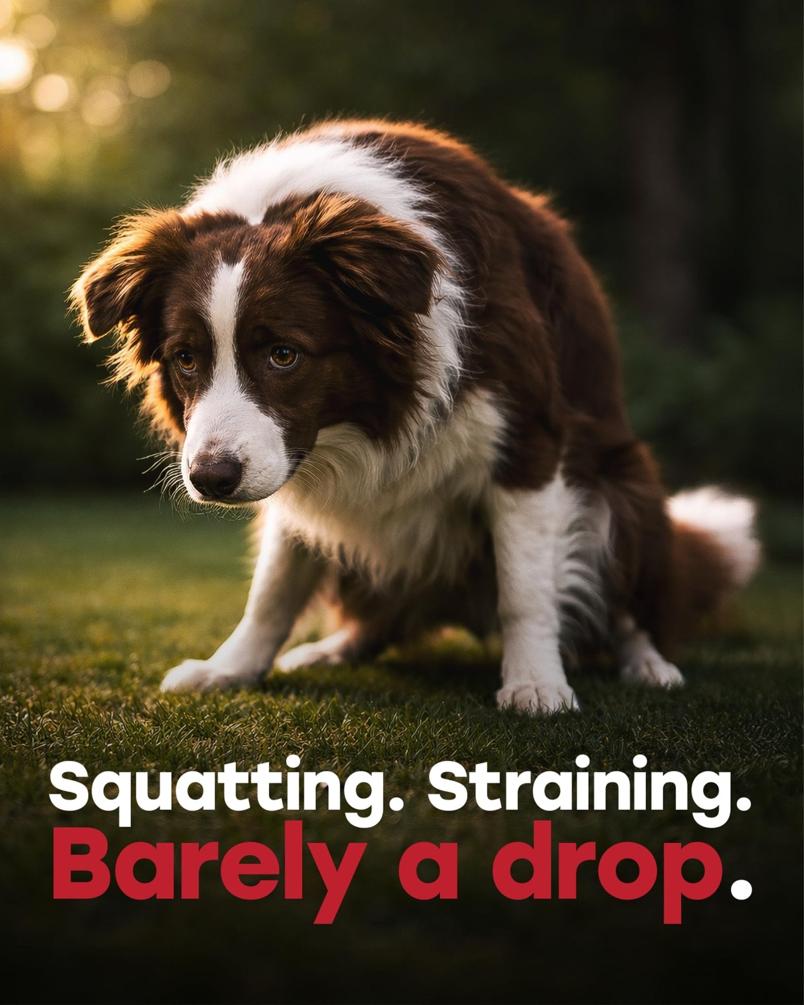 Cranberry Urinary Support Chews for Dogs – 140 Soft Chews with D - Mannose & Probiotics - Pup Choice - healthy choices for your pup