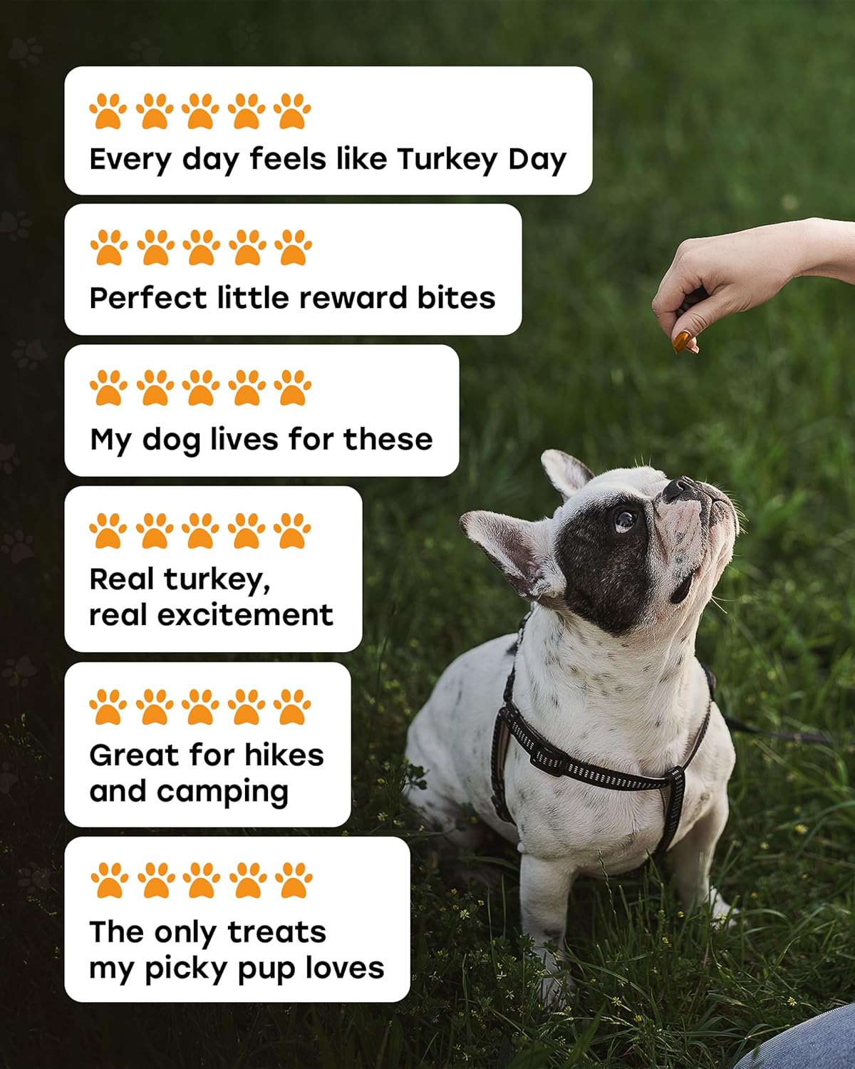 Pup Choice Freeze - Dried Raw Turkey Dog Treats with Pumpkin & Sweet Potato – Single Protein, Grain - Free - Pup Choice - healthy choices for your pup