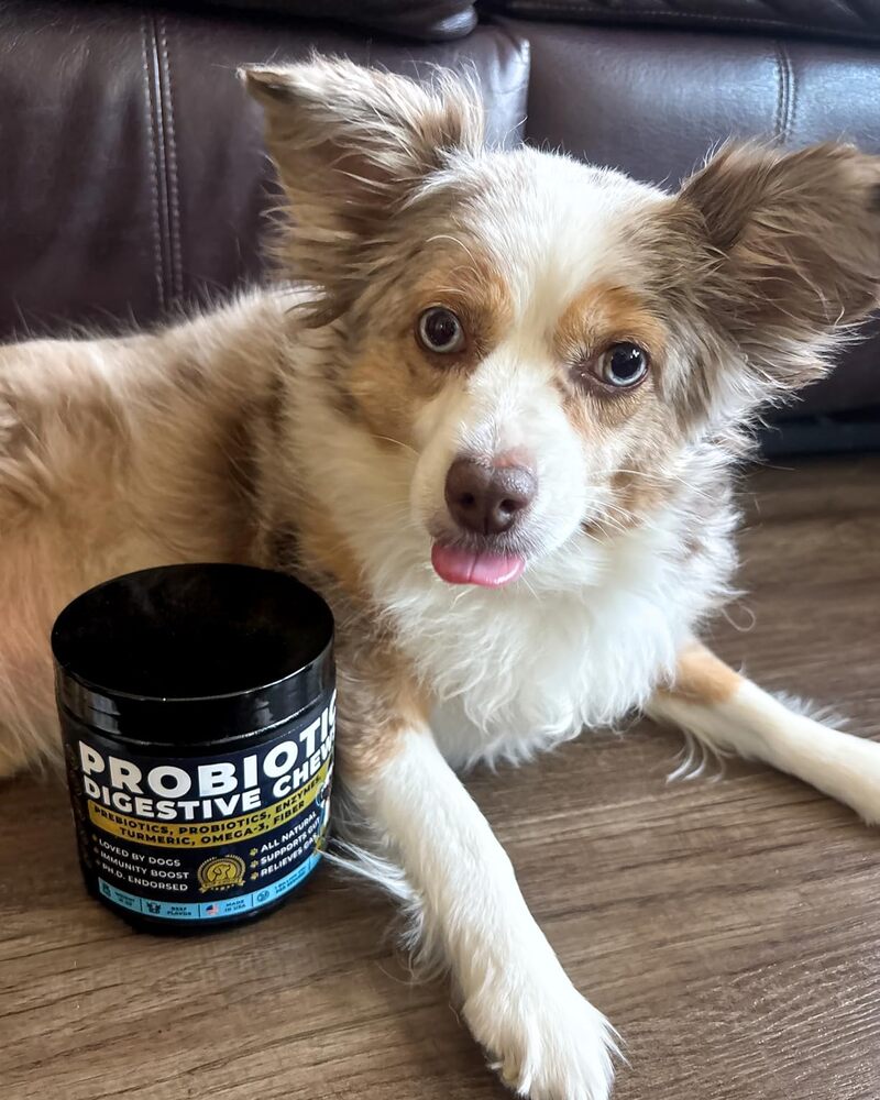 Real customer's dog relaxing with a Pup Choice Probiotic Digestive Chew