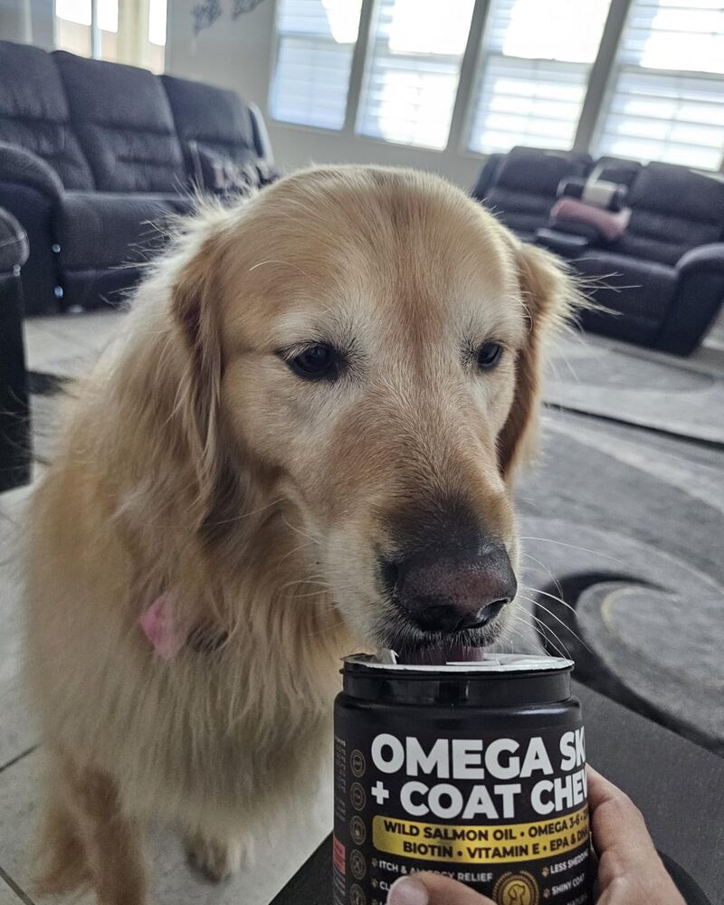 Real customer's golden retriever with Pup Choice Omega Skin & Coat Chews
