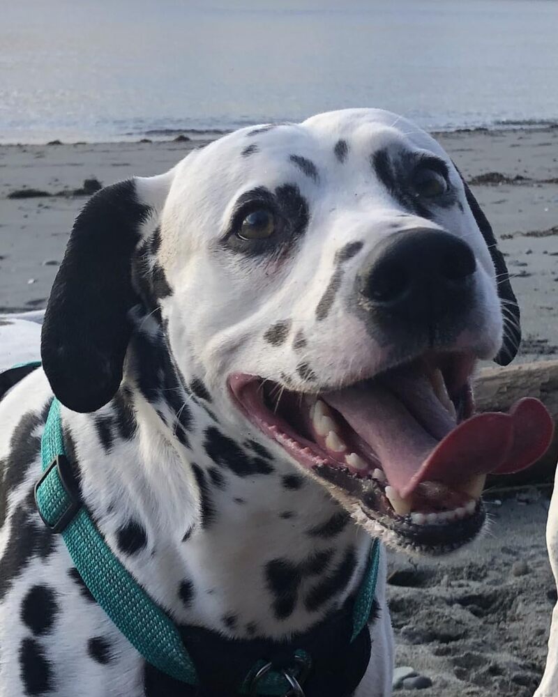 Real customer's happy Dalmatian — Pup Choice Cranberry Urinary Support Chews