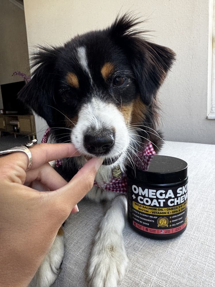 Real dog with Pup Choice Omega-3