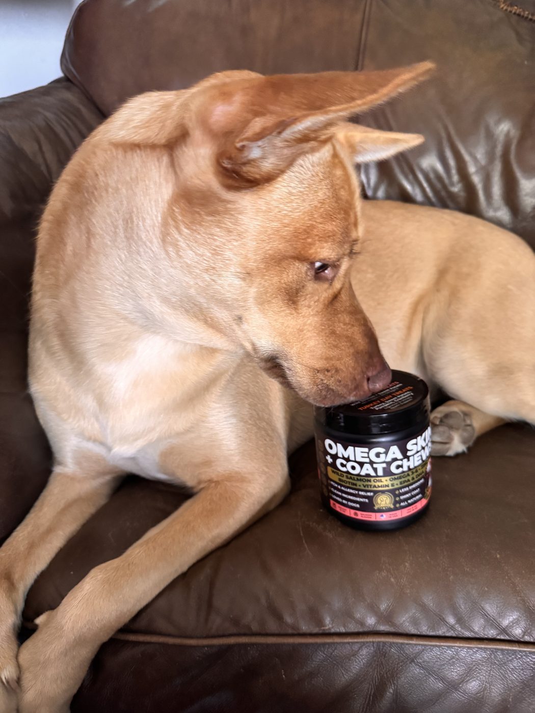 Dog with a glossy coat